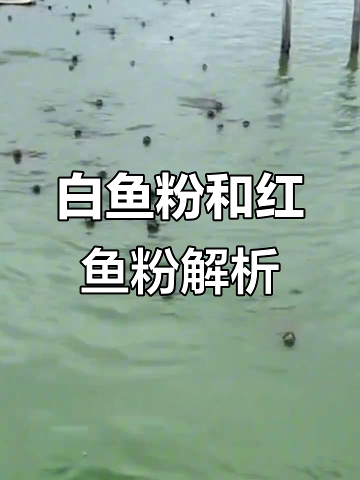 甲鱼饲料中最重要的蛋白质来源:白鱼粉与红鱼粉的区别