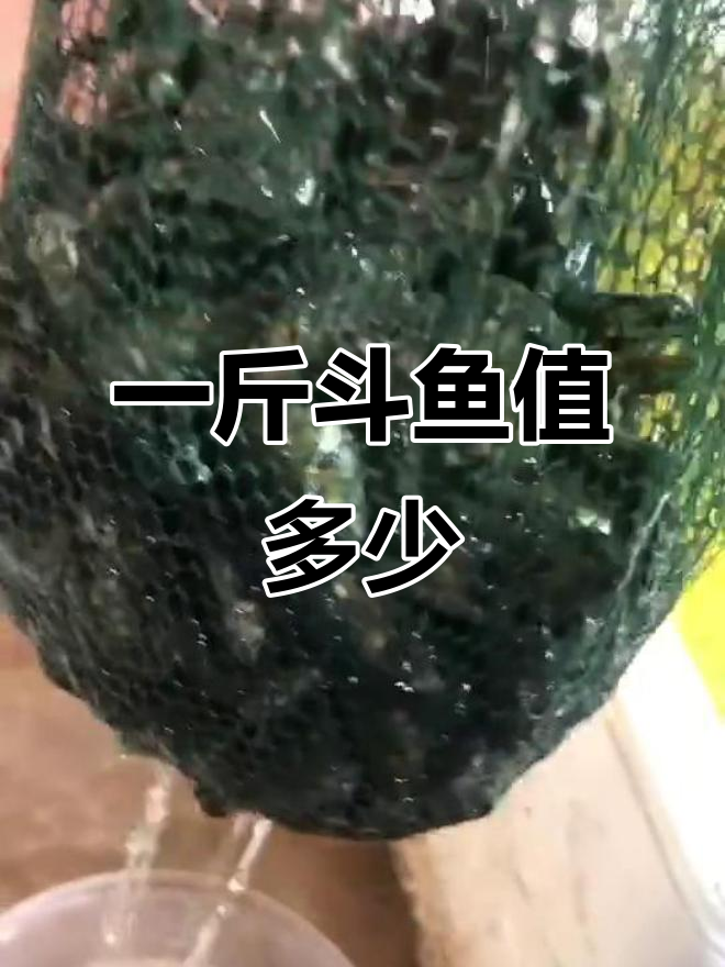 斗鱼价格大揭秘,一斤到底多少钱?