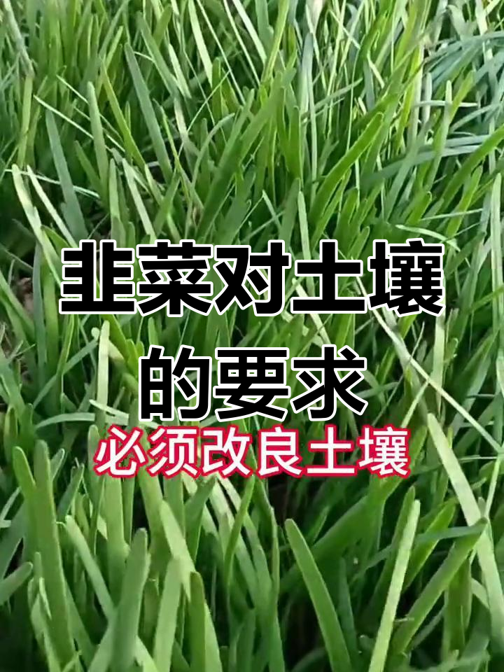 韭菜种植土壤要求全解析:从粘土到有机肥的完美配合