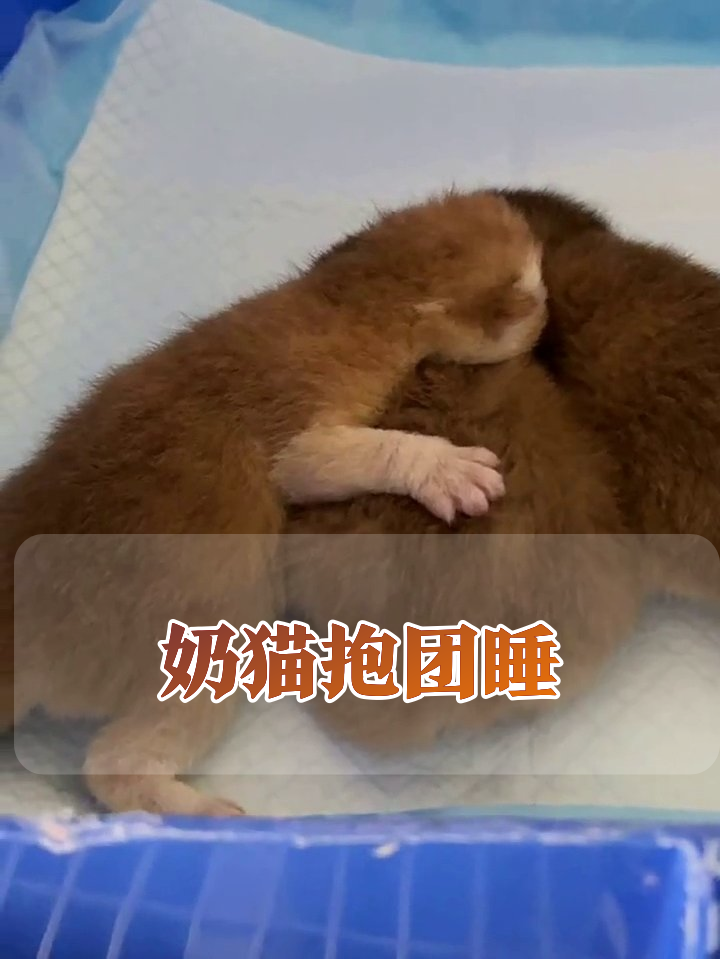 奶猫幼儿园名场面:糯米糍橘煤球芝麻汤圆集体卖萌