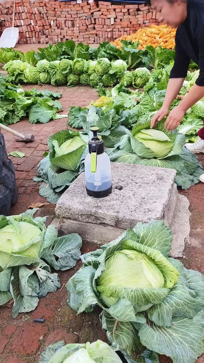 砖地缝隙栽了几颗大头菜长的还真好