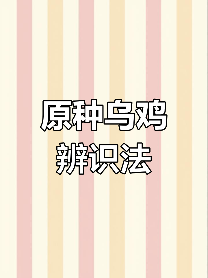 乌鸡选原种,效果才显著!教你如何辨别真假