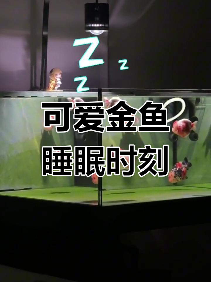 金鱼宝宝睡觉时超萌,整齐排列像小天使