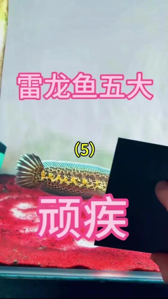 雷龙鱼五大顽疾之应激反应 趴缸 呼吸急促 保护色 黄金眼镜蛇雷龙 巴卡雷龙 雷龙鱼 雷龙鱼