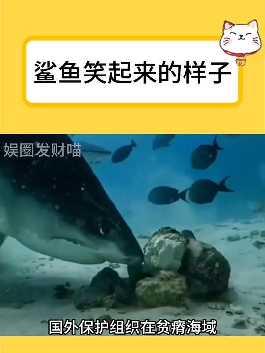 鲨鱼笑起来的样子