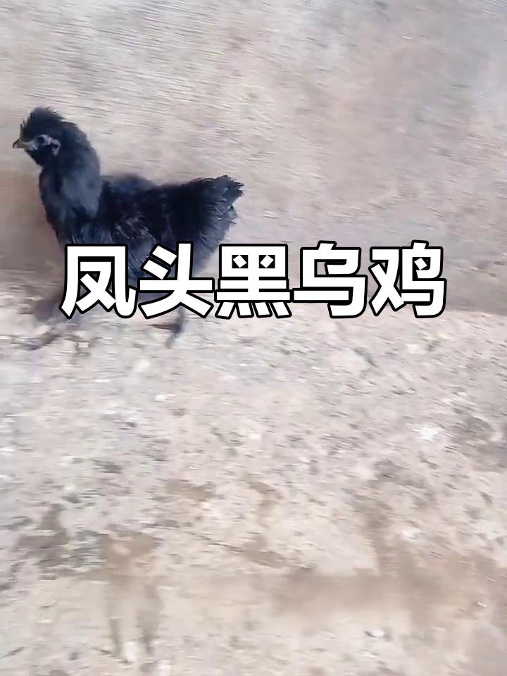 黑乌鸡:凤头胡须五爪丝羽,绿壳蛋的独特魅力
