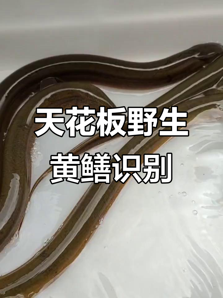 野生黄鳝鉴定:如何判断天花板级别的品质