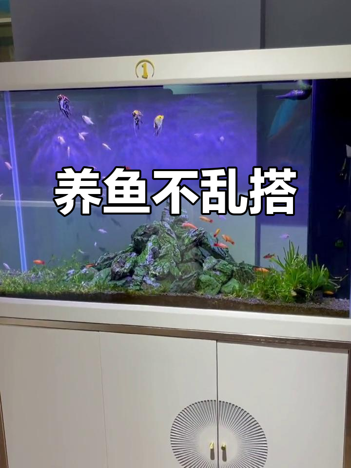 鱼缸造景与养鱼的完美搭配,选对品种才能更美观