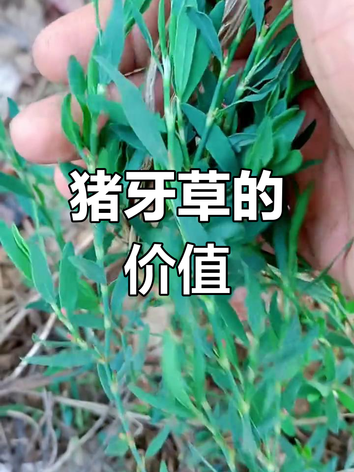 猪牙草:被忽视的宝藏植物,竟有这么多别名