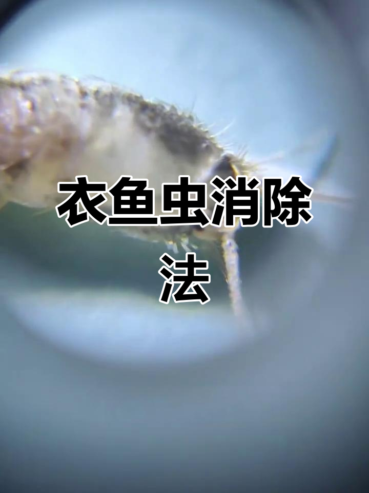 家里清洁却有衣鱼虫?了解滋生原因,轻松消灭!