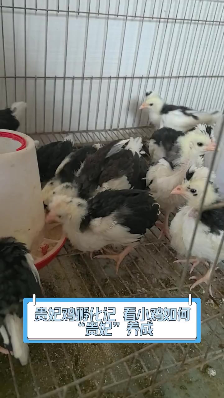 贵妃鸡孵化记,看小鸡如何“贵妃”养成