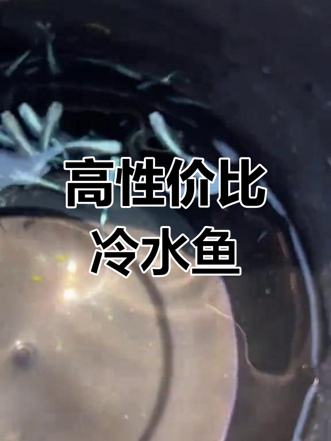 玛丽亚:耐寒耐热,适应力强的观赏鱼
