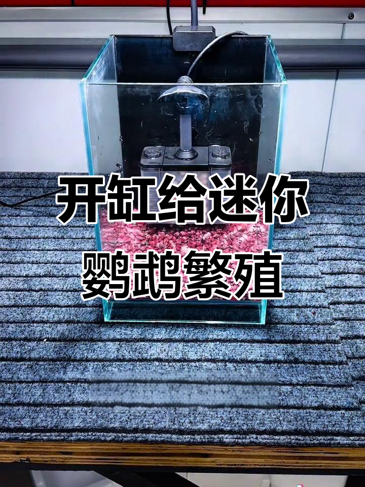 迷你鹦鹉鱼新缸开箱,公母配对能否成功?