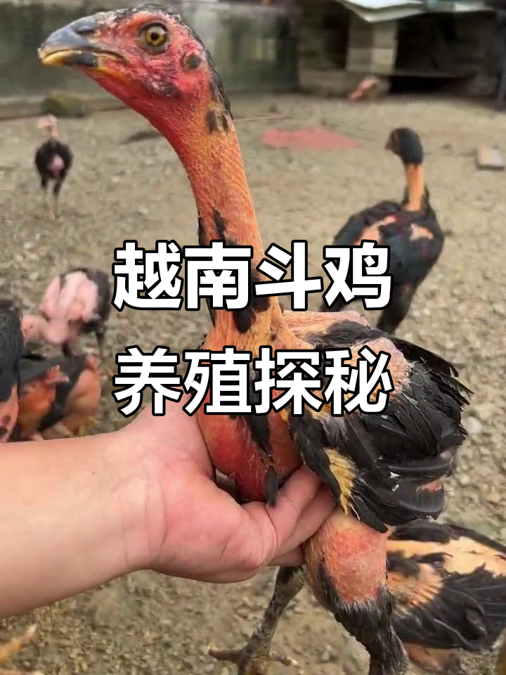 越南斗鸡文化与养殖揭秘:纯种母鸡和种蛋的魅力