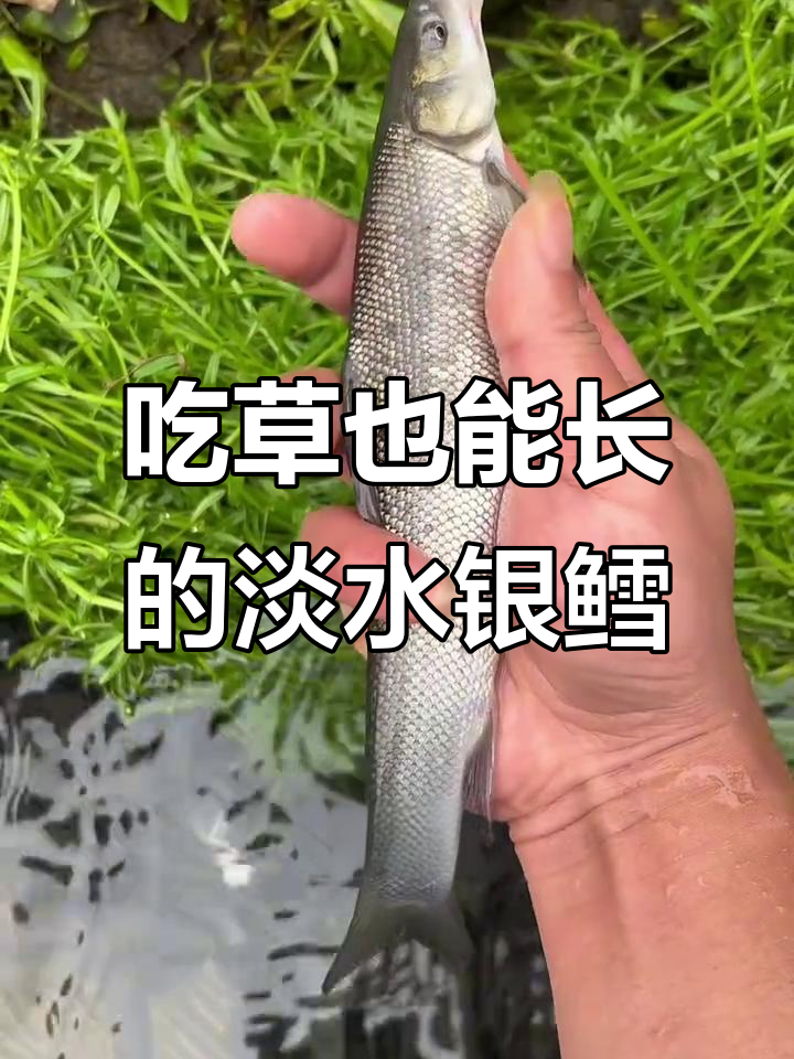淡水银鳕鱼吃草能长一米,习性似草鱼
