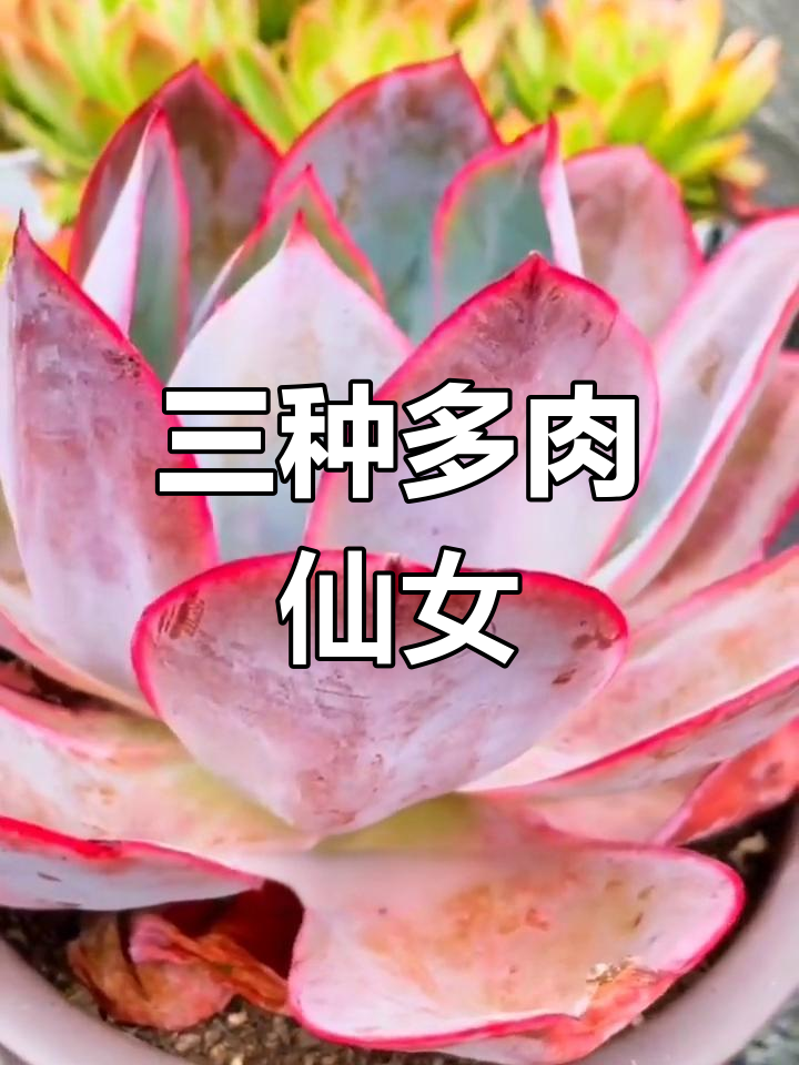 多肉三仙子,冰霜与光影中的美丽