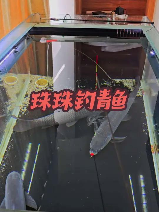 珠珠钓青鱼,青鱼吃口时间的长短决定了自己的命运