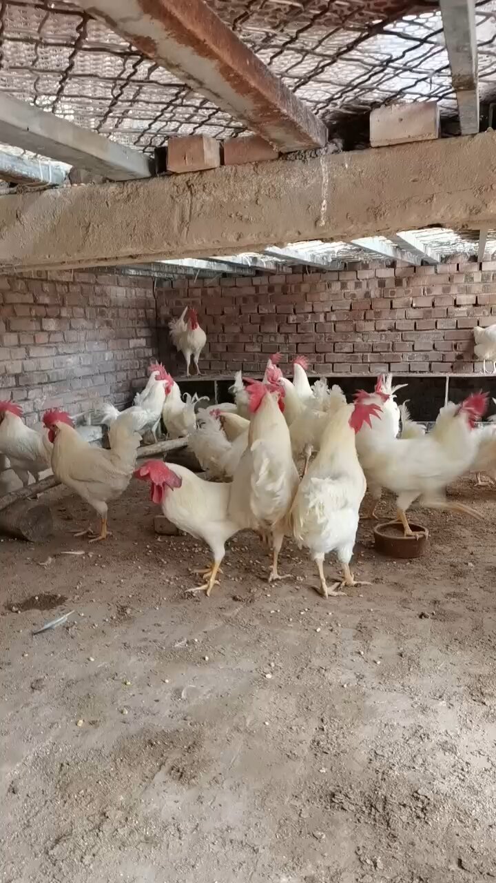 纯白公鸡