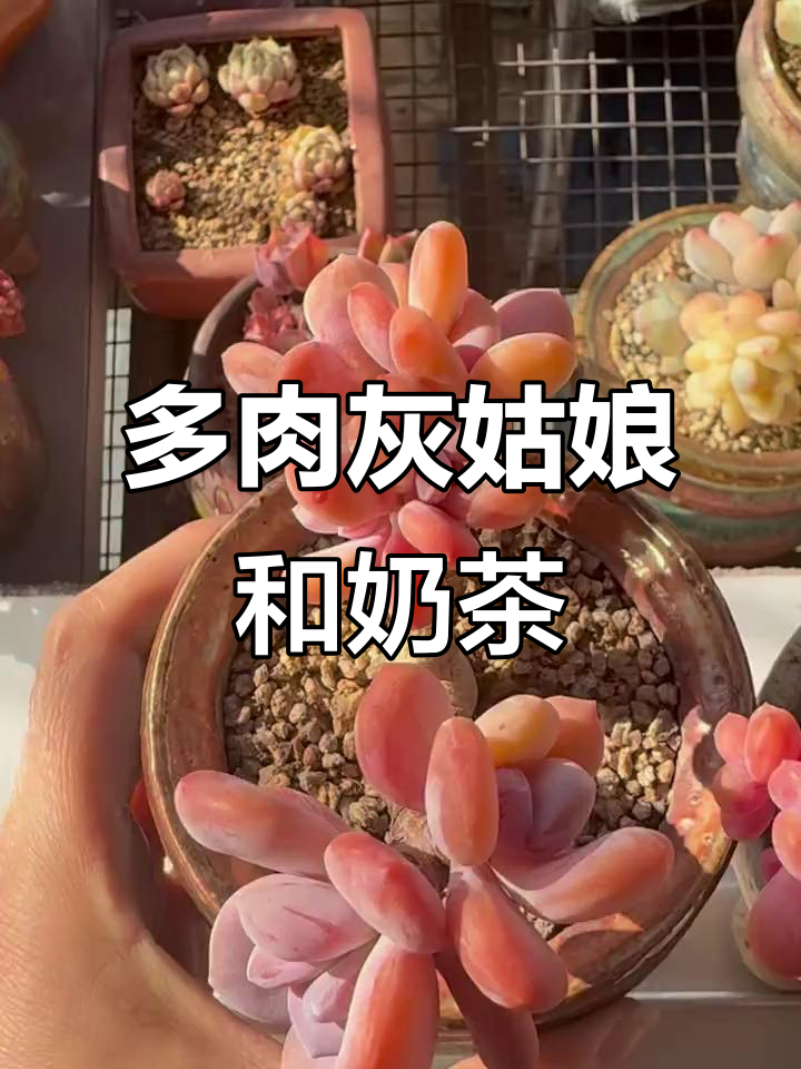 灰姑娘与奶茶:多肉中的经典品种,夏季养护全攻略