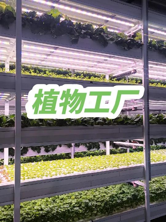 在这个植物工厂中,你只需要21天的时间,就可以收获一茬水培免洗蔬菜。这个工厂采用了最先进的