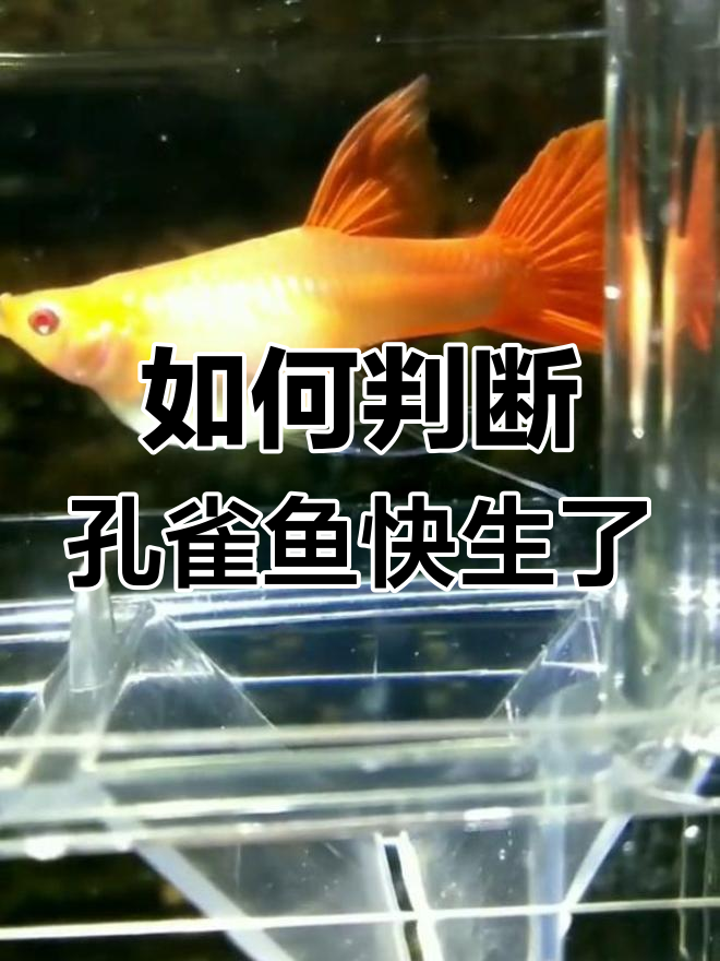 孔雀鱼孕母生产前的这些征兆,你注意到了吗?