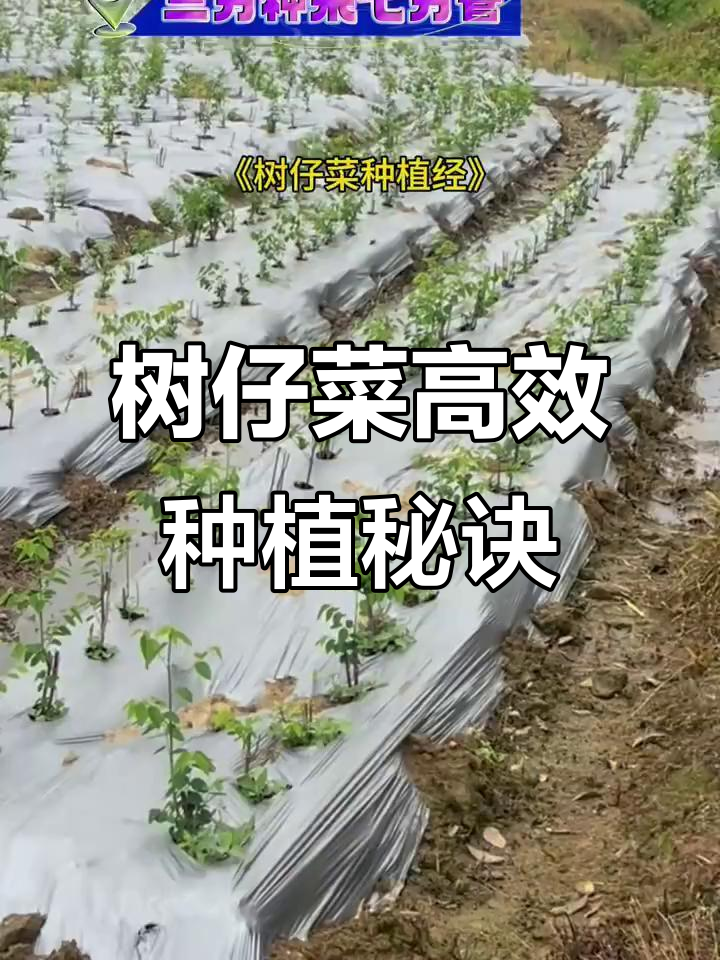 树仔菜种植技巧：选苗、管理全攻略