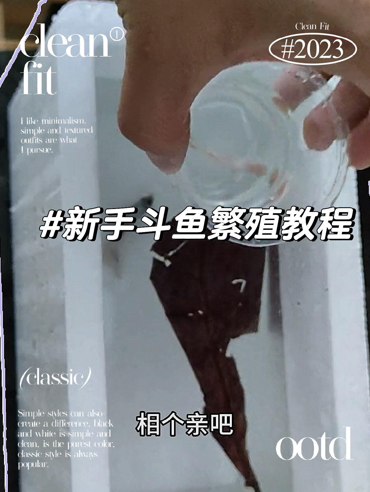 一看就会的保姆级新手斗鱼繁殖教程!