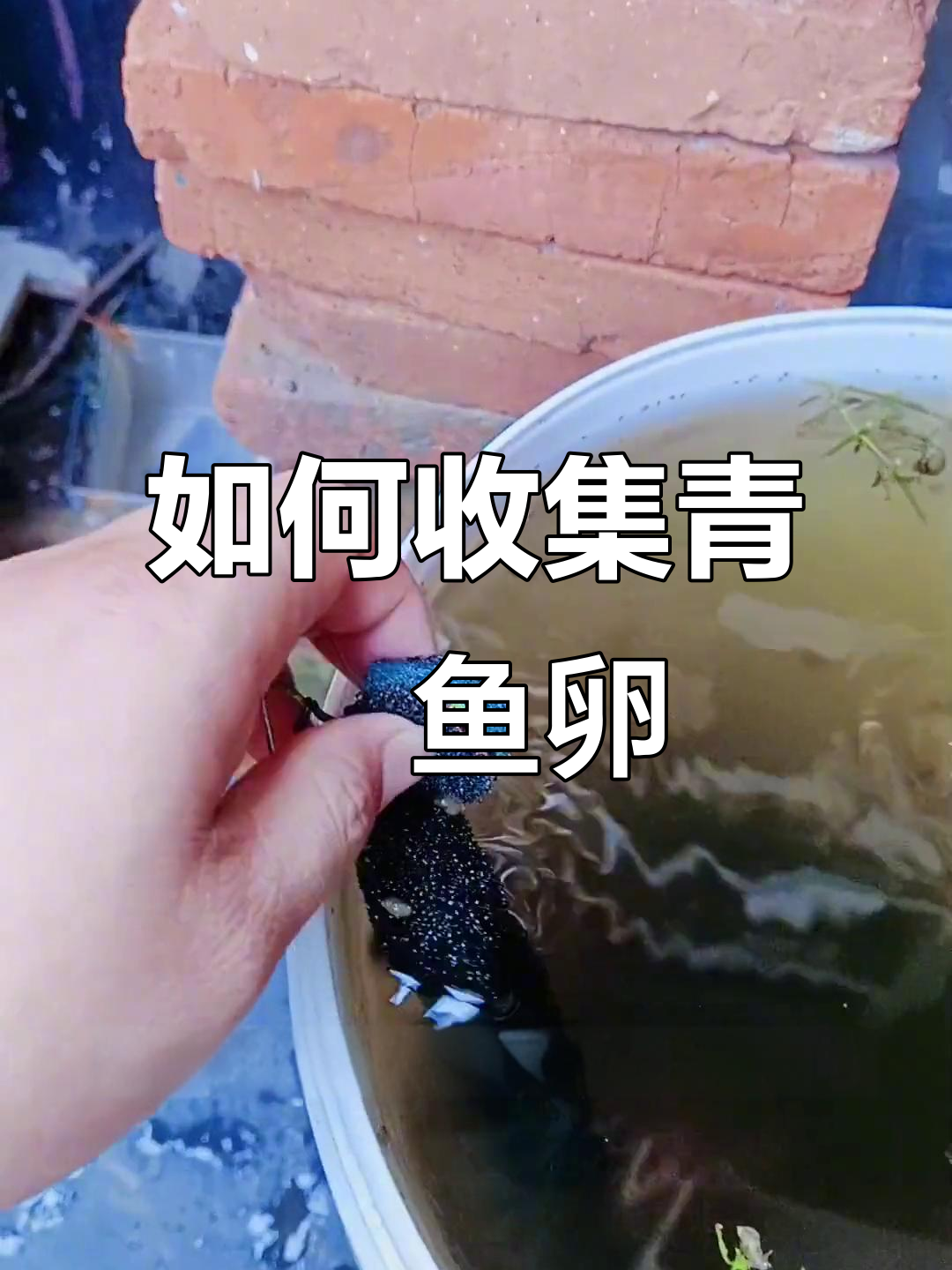 观背青鳉鱼卵收集技巧,轻松搞定繁殖过程