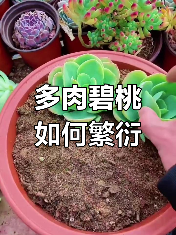 碧桃多肉繁殖方法全解析