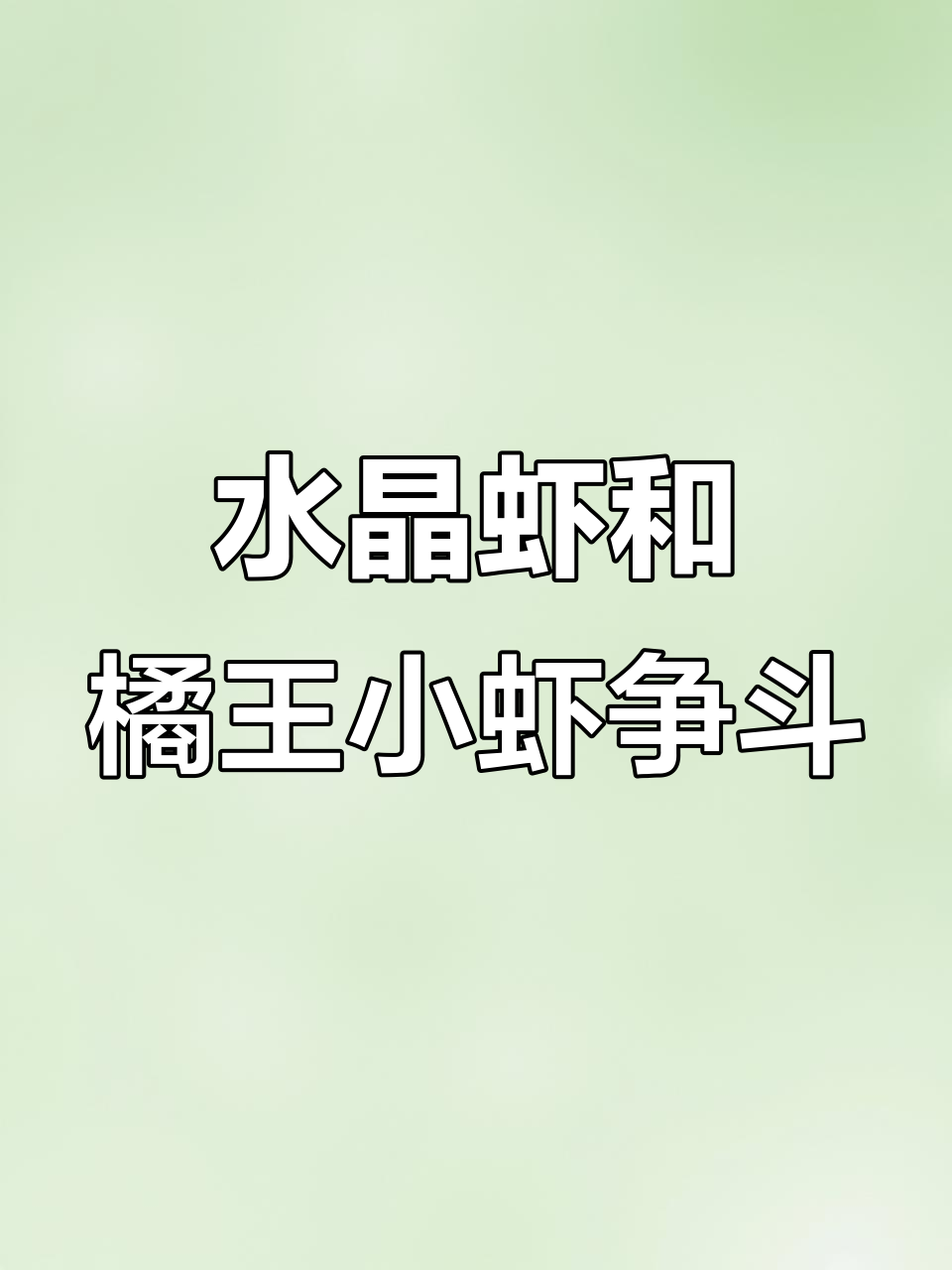 螯虾与水晶虾混养,抢食大战一触即发