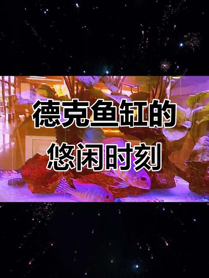 德克鱼缸里的惬意时光,小菊张嘴讨食超可爱