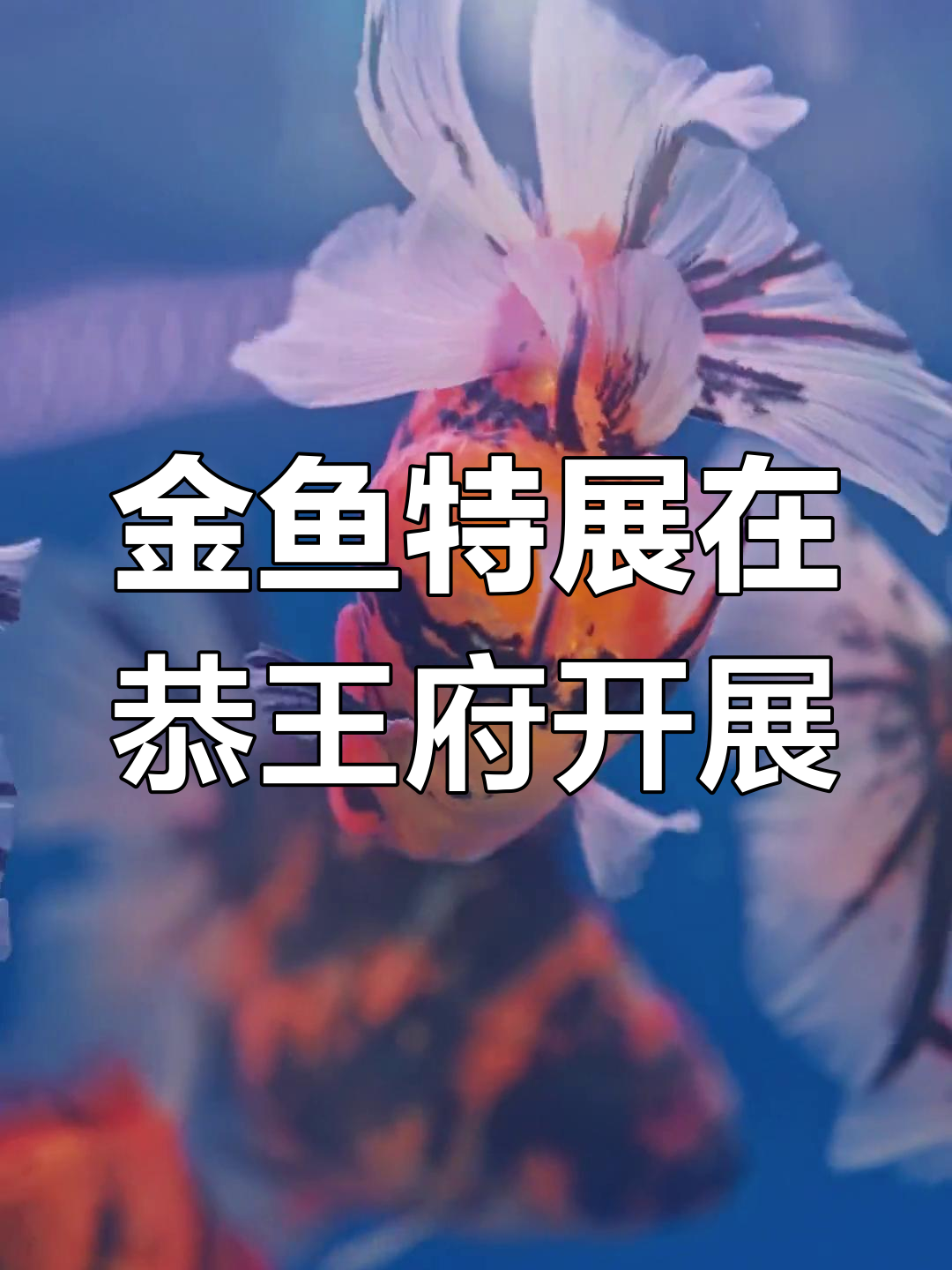 宫廷金鱼大展,八百尾珍稀品种亮相王府博物馆