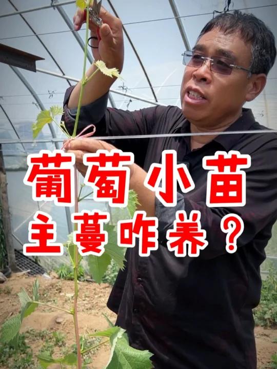 葡萄小苗第一年正确管理如何培养主蔓长的又粗又快阳光玫瑰葡萄小苗几叶摘心该如何操作上架 培育