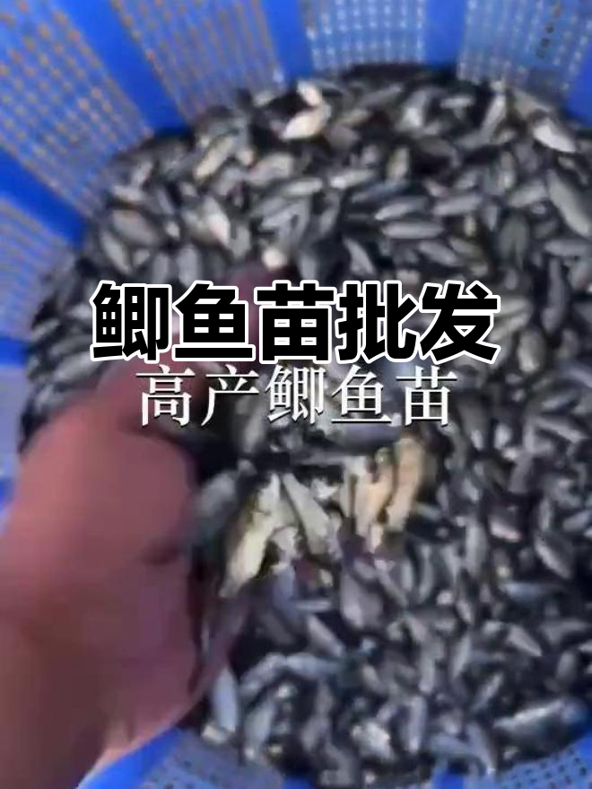 优质鲫鱼苗供应，佛山南海、深圳等地均有批发