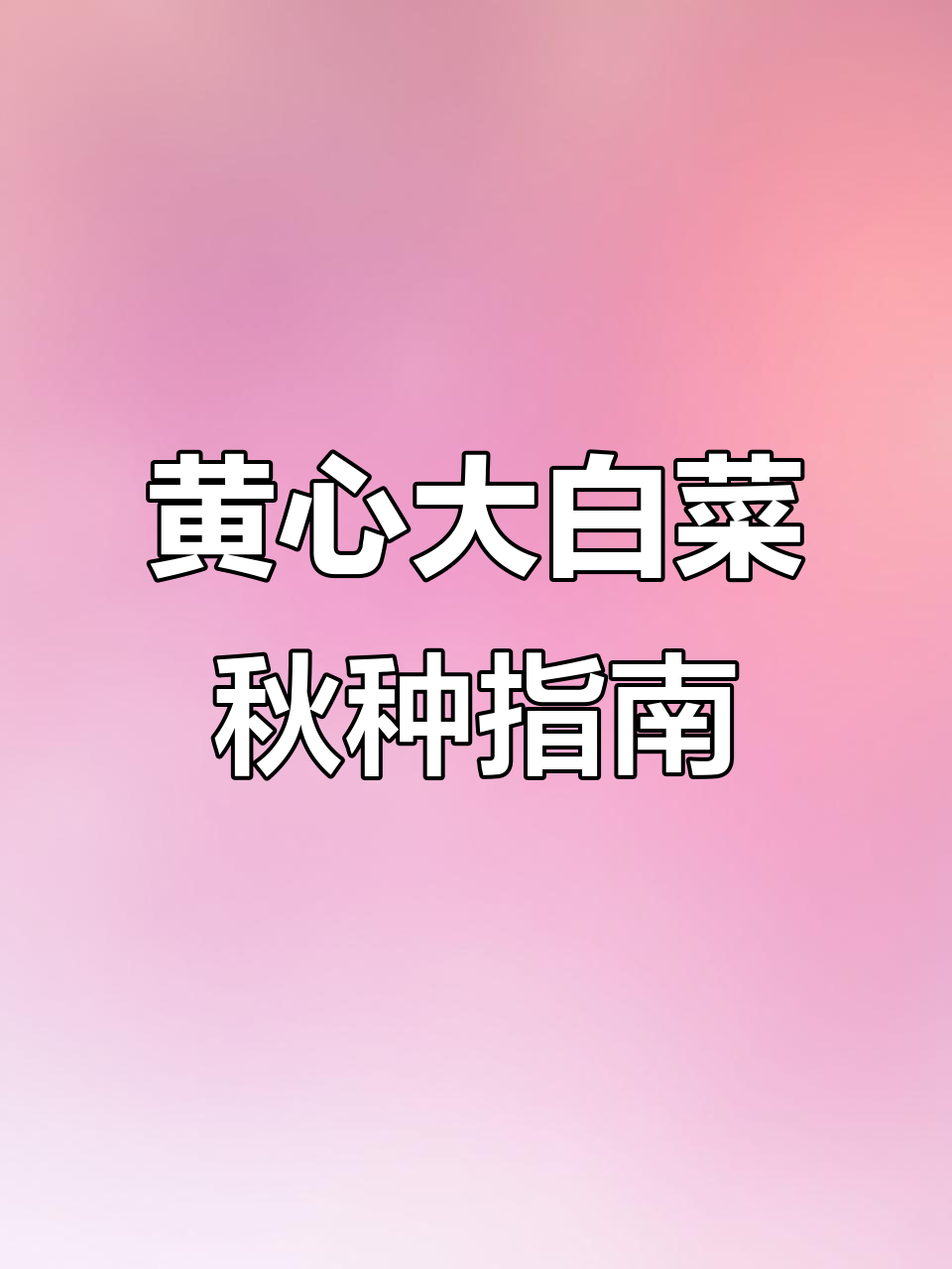 秋季大白菜种植技巧，黄心团棵品种推荐