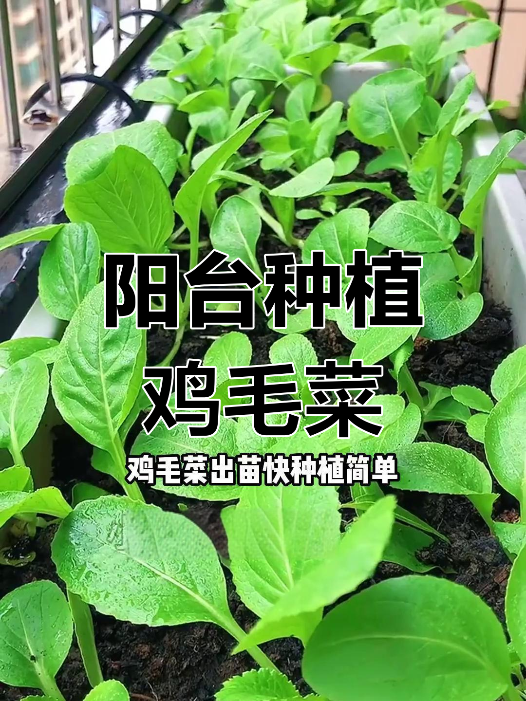 阳台小院也能种鸡毛菜,简单步骤教你轻松搞定