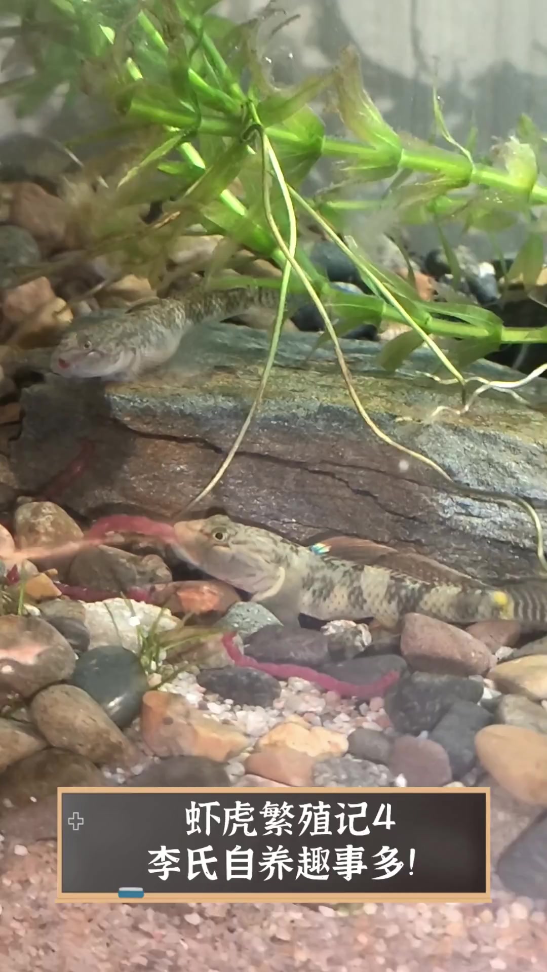 虾虎繁殖记4,李氏自养趣事多!