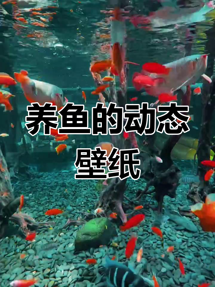 动态壁纸效果超赞,养鱼日记也能这么有趣