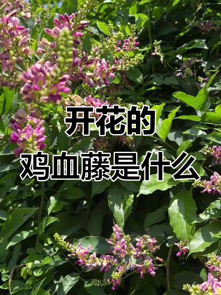鸡血藤开花,品种竟是这种!
