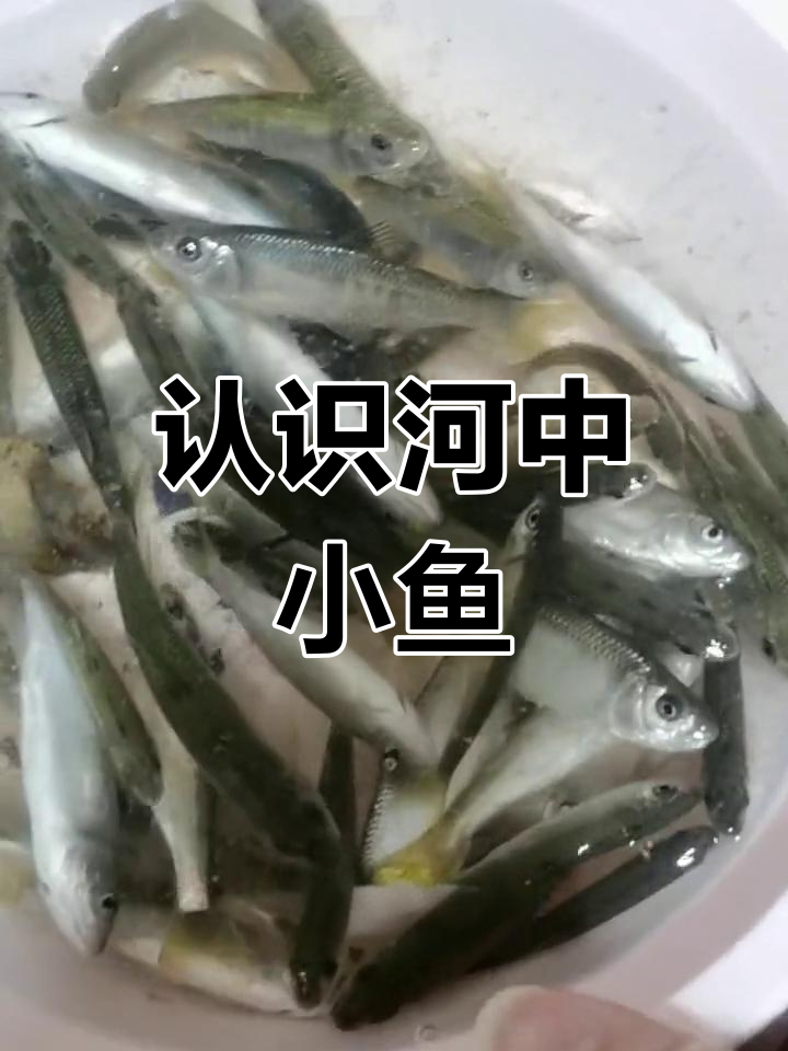 河里常见小鱼种类解析:白条与盘皮鱼