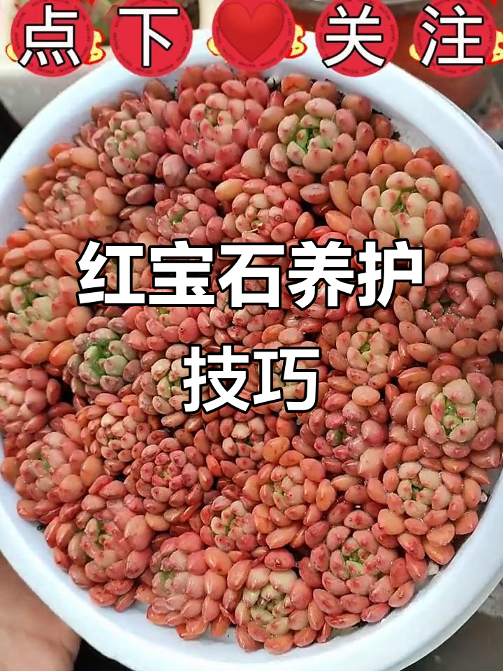 红宝石多肉植物养护全攻略：浇水、温度、土壤都得注意