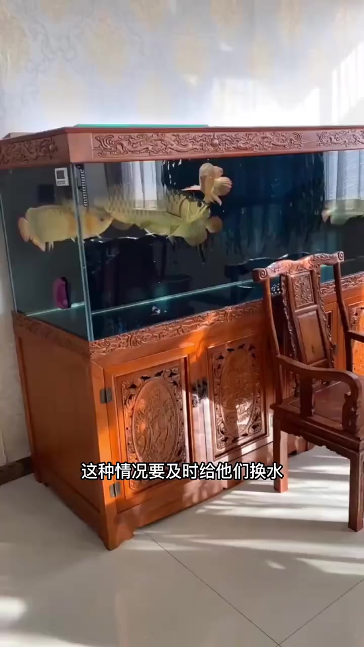 龙鱼趴缸不动是什么原因?