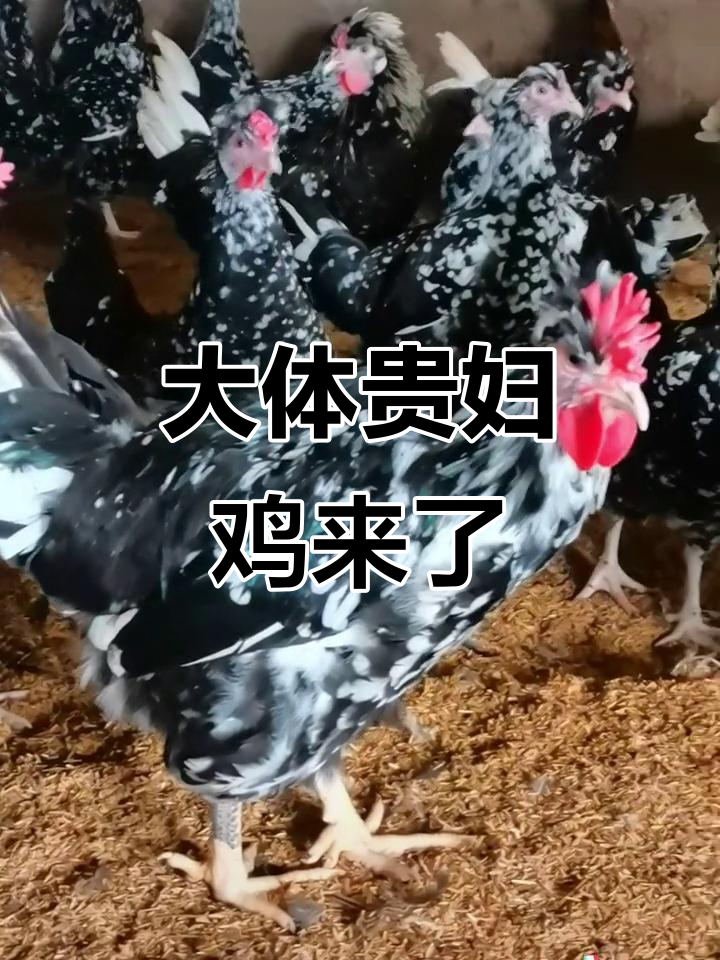 贵妃鸡公母体重揭秘:5斤大体型,3.8斤小身材