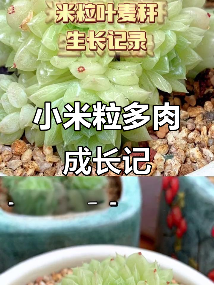 小小米粒多肉越长越美,精致度爆表!