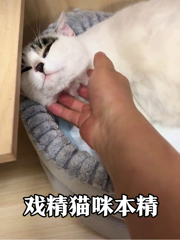 猫咪被摸出表情包:下巴按摩五星好评,肚子一碰就炸毛
