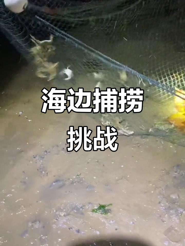 赶海抓大鱼,34斤重游泳者被捕获!