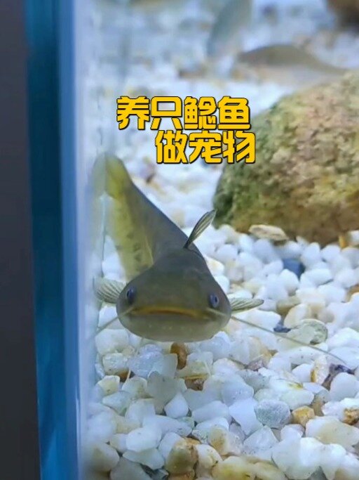 养只鲶鱼做宠物,是个啥样的体验
