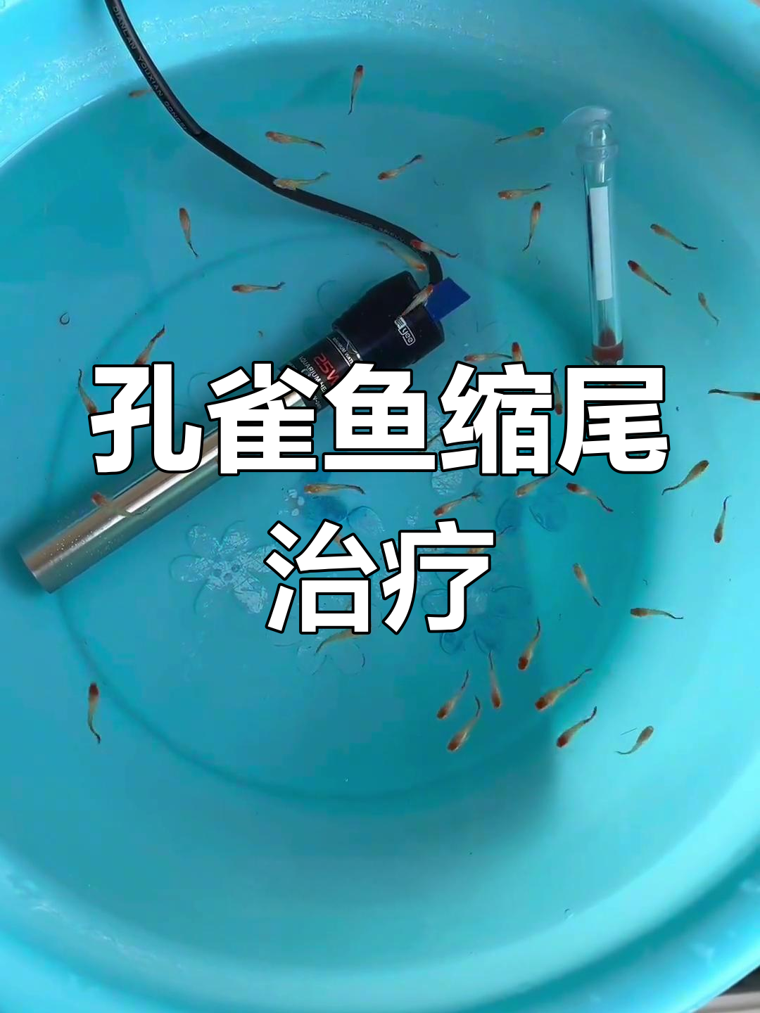 孔雀鱼缩尾危机,及时处理避免团灭