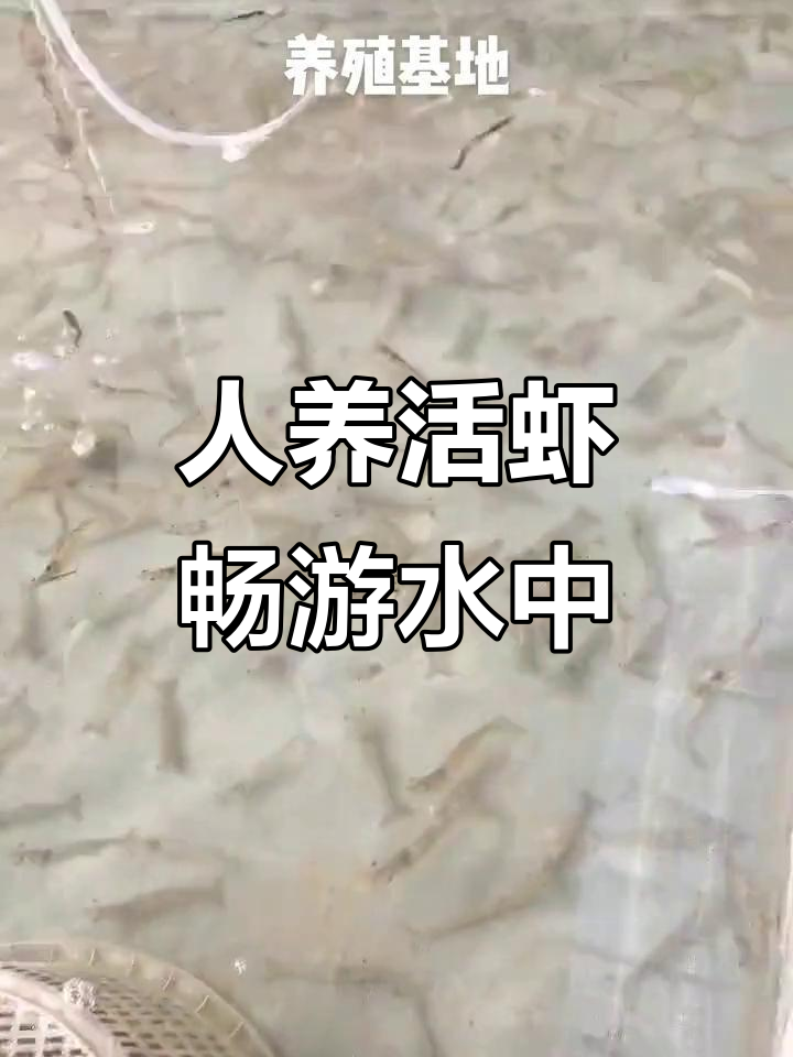 人工养殖活虾,自由自在水中游