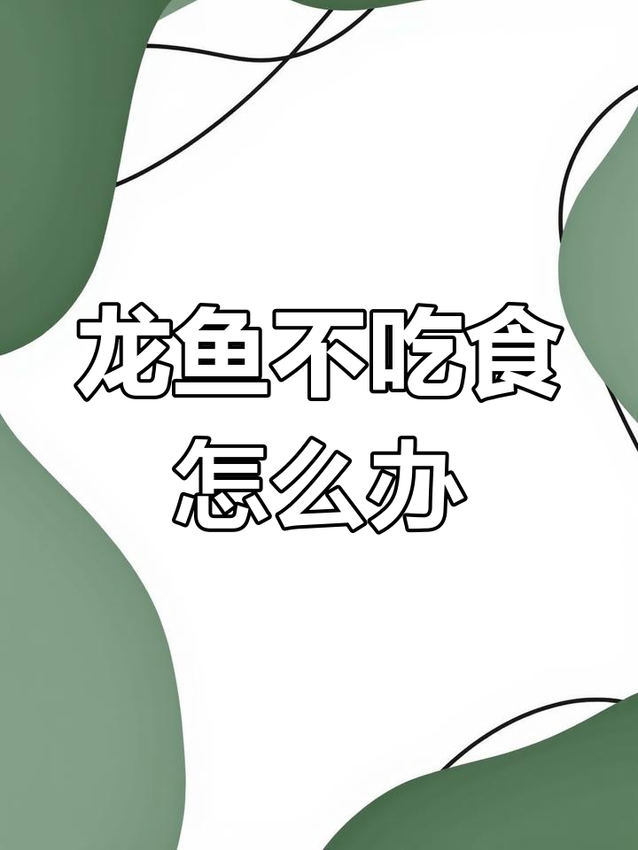 六角龙鱼不吃食,会不会饿死?养鱼的日常烦恼